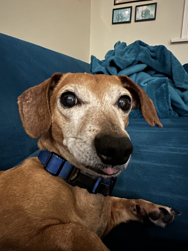 dachshund mix is looking at the camera, body to the side. He just woke up and is kind of confused, eyes wide and ears forward and tongue peeping out in a blep