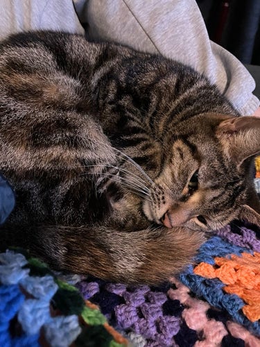 Tora Tabby is curled up on a wool blanket. 
