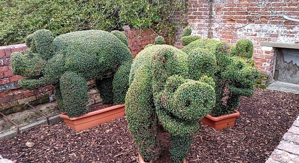 Three topiary piggies in a woodchipped garden. The pigs are looking in different directions. On the left there's a side view of the green pig standing on a long, plastic planter with an old, low brick-wall behind. In the centre the leafy pig is looking at the camera. On the right and slightly behind the centre pig another one can be seen looking to the right. In the background there's a very old brick wall with what might be an old fireplace in it on the left. This may have been from a heated greenhouse in this Osborne House walled garden.