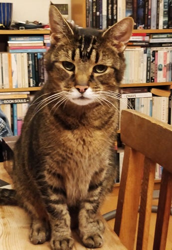 A photograph of a very cute ticked tabby cat is sitting on a table, looking intently at the camera.