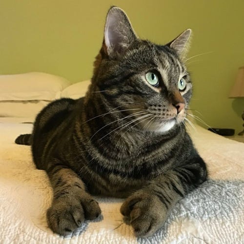 A handsome tabby lying on a bed 