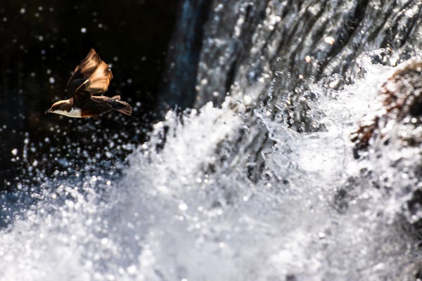 Ein bräunlicher Vogel fliegt nach links, rechts hinter ihm ein Wasserfall