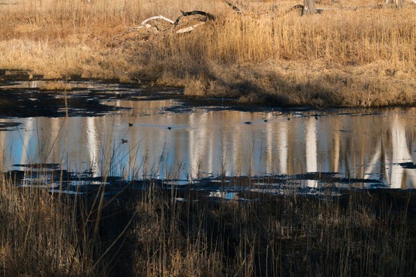 View across a nearly dried up oxbow lake. The far bank is covered with a dry meadow glowing golden in the evening light, the near bank shows a band of dark mud. Between them,  a strip of water lies across the picture, reflecting the bone white trunks of trees against blue sky.