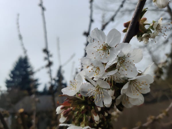 A clump of crisp white cherry blossoms, with pale sky behind them and some out-of-focus fencing.