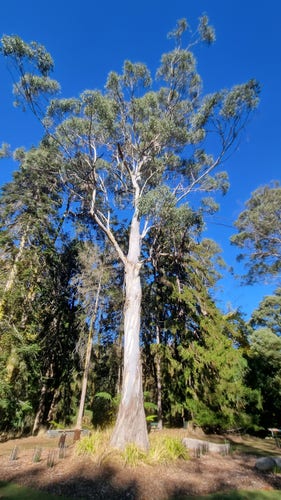 A beautiful tall white barked eucalypt with a grey green canopy reaching into the clear blue sky 