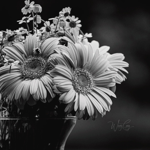 This is a black & white photo of daisies and chamomile flowers in a vase, a highly detailed and contrasting photo.