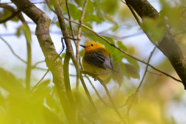 a small fluffy yellow bird with a short beak, in a tree. The head is light orange, fading to bright yellow body.

the Prothonotary Warbler can be pronounced all at once or protho-notary, it is named named for its plumage which resembles the yellow robes once worn by Catholic papal clerks.

this is the first time I've gotten a pic of one - shot hand-held with a Nikon D700 DSLR and a Sigma 150-600 tele with a 1.4 teleconverter