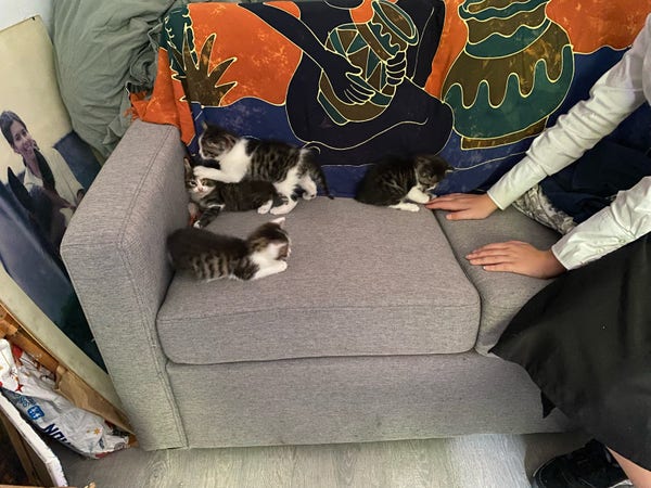Des chatons qui jouent sur un canapé 