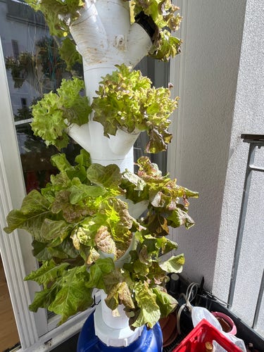 3D printed hydroponics tower with salad