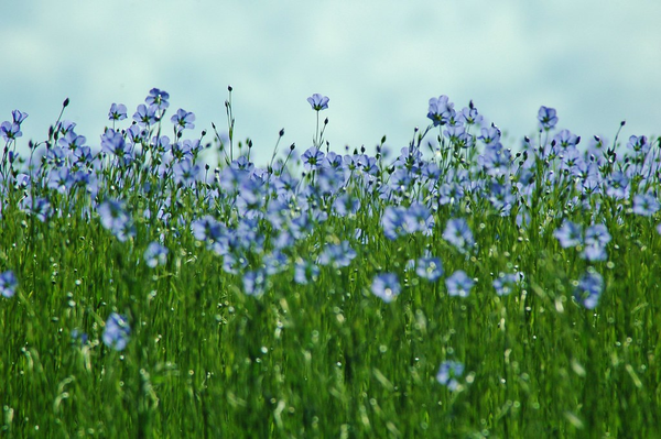 A field of blooming flax plants.

Photo Credit: isamiga76 on Flickr