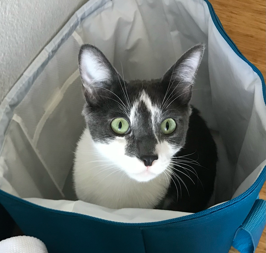 Cat with “A” marking on forehead sitting in grocery bag staring at camera with large eyes 