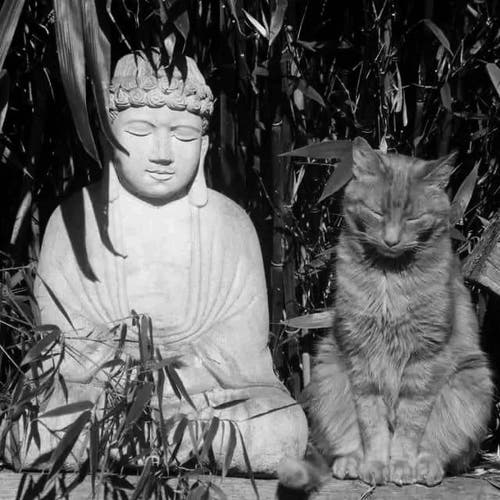 Black and white photo of a statue of the Buddha with his eyes closed, in meditation pose. Beside the statue is a cat with his eyes closed, also in meditation pose.