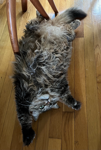A very fluffy tabby lays belly up on a hardwood floor with some chair legs nearby. Her paws are flung over her head. She’s alert and looking at the photographer. Her tail swooshes out behind her in a display of impressive floof. She wants me to put down the phone and rub the belly. I will.