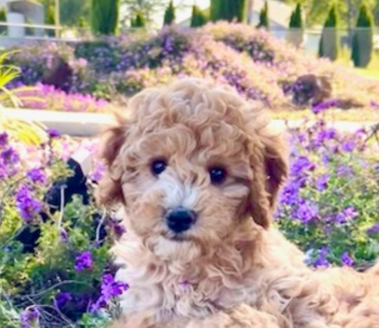 A tan cockapoo puppy with a white stripe down its snout, black nose, and black eyes sits in a field of purple flowers while starimg at the camera.