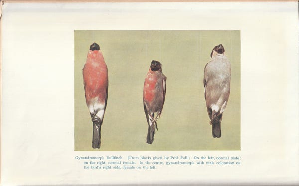 Colour plate depicting gynandromorph bullfinch. From The Determination of Sex (1914) by English biologist Leonard Doncaster.