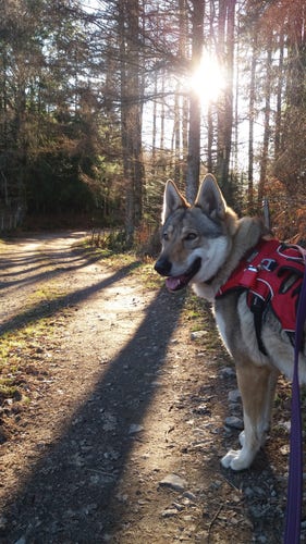 A large grey brown dog wearing a red harness. Her mouth is open in a smile. Above her head, the sun shines through the trunks of some bare pine trees, casting long shadows at her feet.