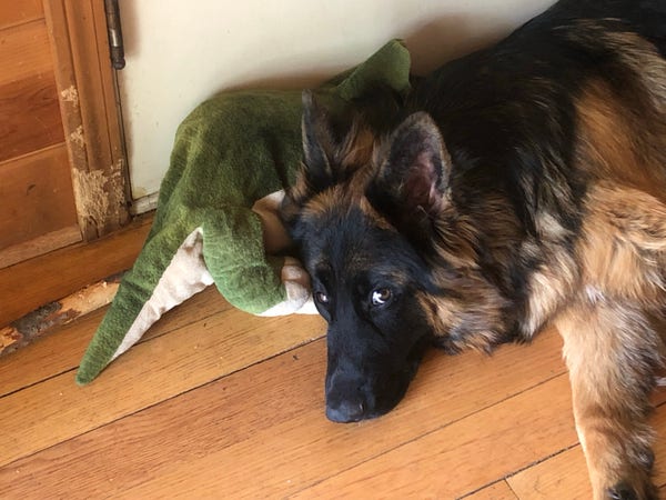 German Shepherd dog lying on a hardwood floor with a green towel partially covering its head.