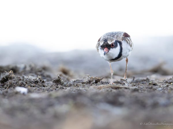 A black fronted dotterel hunting through some mud.  The camera appears to be lower than the bird which makes the bird look quite large and intimidating.