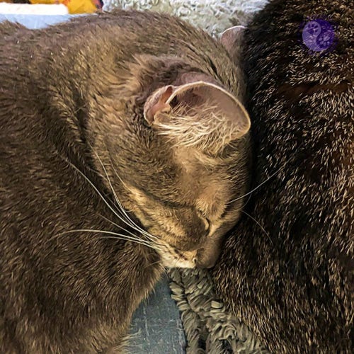 A gray tabby cat sleeps with his head against the back of a brown tabby out of frame, illustrating At Long Last, Love.