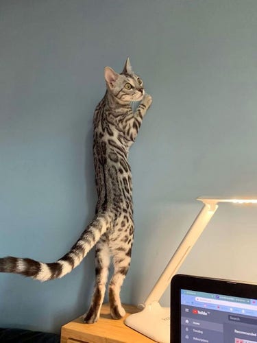 Un long chat fin, perché sur un bureau, s'appuie sur un mur