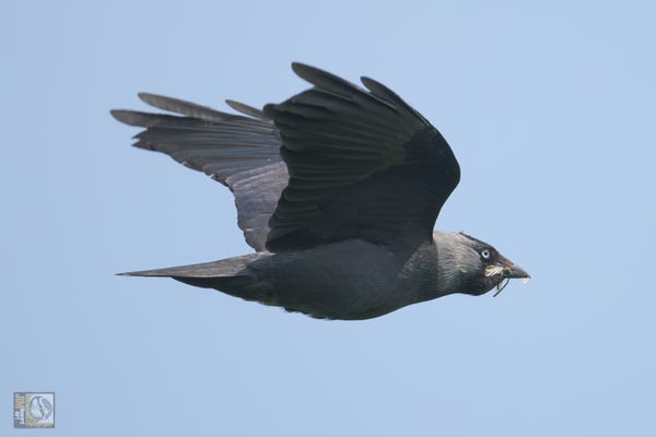 a greying Jackdaw in flight