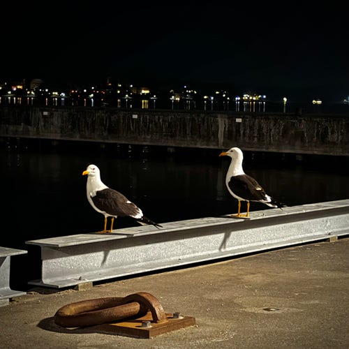 Two seagulls standing on a metal beam by a waterfront at night, with lights reflecting off the water and a cityscape in the background.