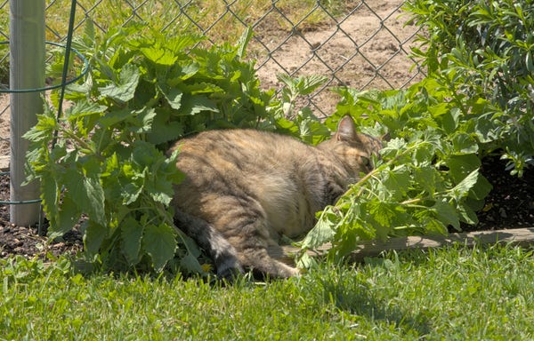 Esmerelda the tabby smothers herself with the young catnip plants in my garden bed.