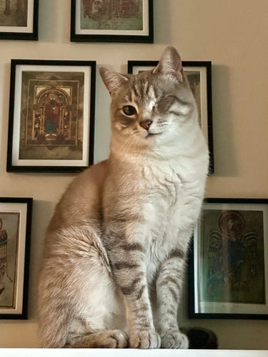 Doots, a one-eyed Lynx Point Siamese cat, sitting primly atop a bookcase looking directly at the camera. Behind him are small framed postcards of illustrations from The Book of Kells on a white walk. 