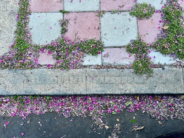 A patchwork pavement scene with scattered pink flower petals and moss between the paving stones.