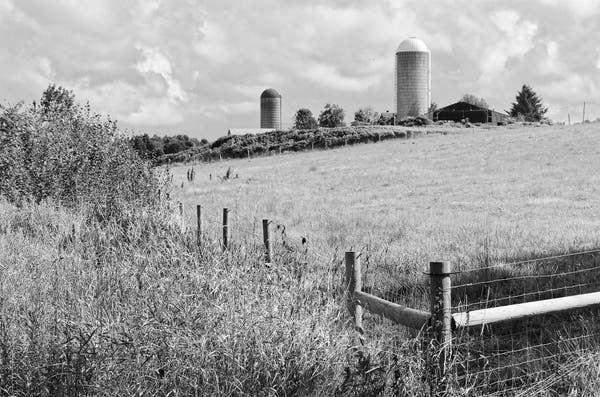 Monochrome photo of a fenced pasture in the foreground with farm buildings in the background. The pasture is empty. Outside the post and wire pasture fence, abundant wild vegetation grows. The farm buildings consist of dilapidated barn, two domed silos (one with a white cap, the other with a dark cap) and a few other low buildings surrounded by trees.