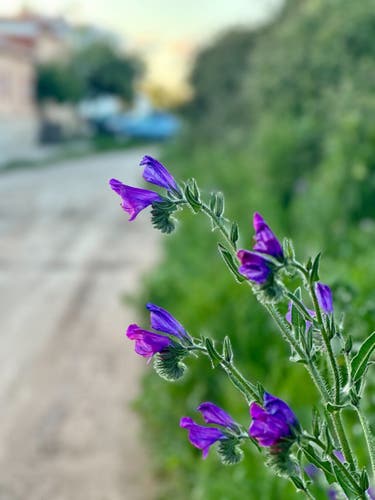 Flor violeta en primer plano