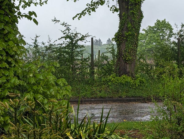 A photo of a road and lots of trees and bushes in the rain.