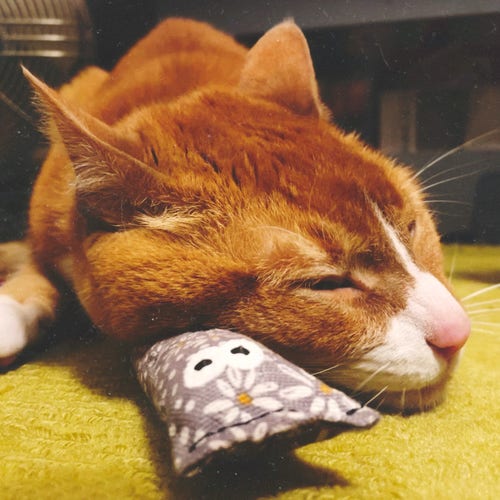An adorable close-up photo of an orange and white tabby cat who has fallen asleep on a flower-print catnip toy. These toys are his favorite and he plays with them until he completely tuckers himself out. 
