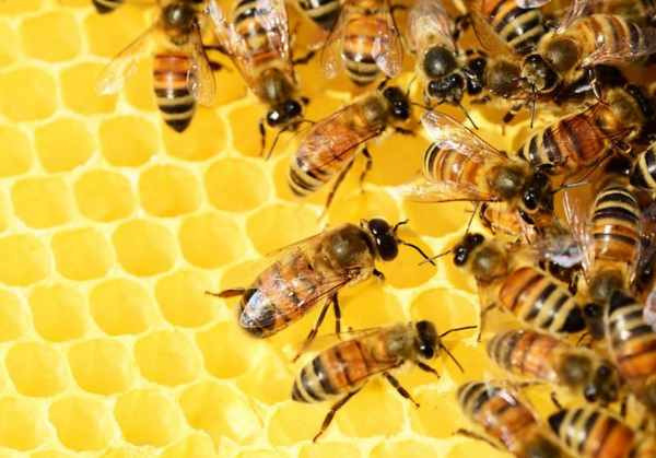 Bees. Image by Polly Dot via Pixabay