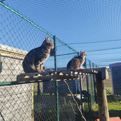 Chats assis côte à côte tournés dans le même sens.
