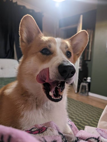 A Corgi with his mouth open licking his whiskers clean - and most of his face.