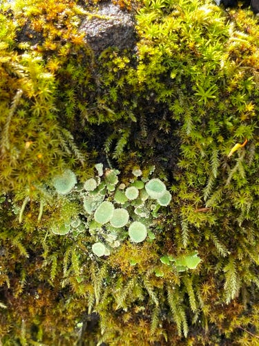 Lichen and wet moss on a log
