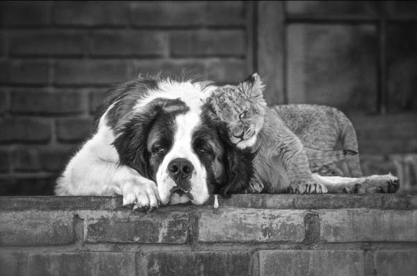 Black and white photo of dog and kitten