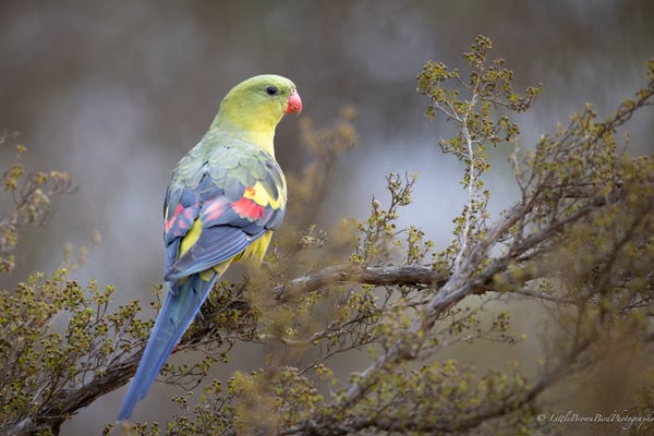 A Regent Parrot on some bushes.  Its body is facing away from the camera so it's red, green and black mottled wings and tail are nicely visible.  It's head is in profile.