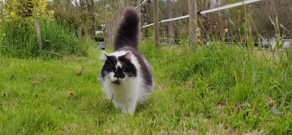 chat noir et blanc trottinant dans l'herbe le long d'une clôture