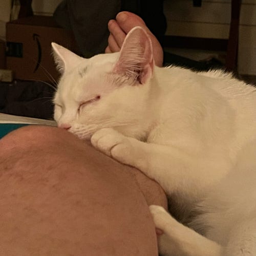 a white kitten sleeps on the leg of a person in bed. Her face is by the human's knee and the human's toes are seen behind her head