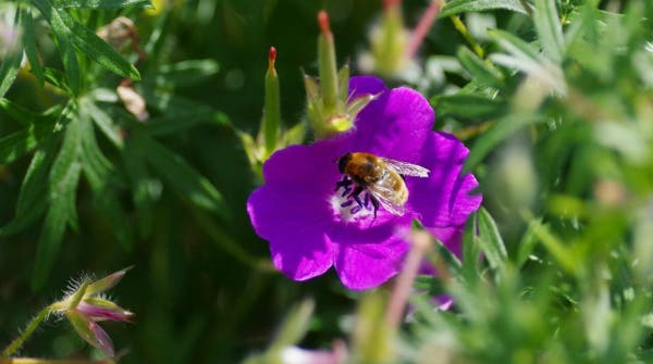 Fly looking like a bee on a violet geranium flower