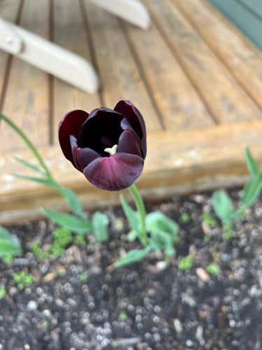 Opening black tulip close up 