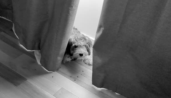 Black and white photo of a dog hiding behind curtains