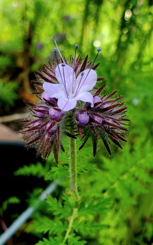 Lacy phacelia - 5 petals, light purple colour, with blue/purple whisker-like stamens.
