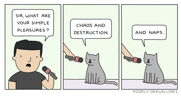 cat being interviewed: sir, what are your simple pleasures?

cat answers: chaos and destruction. and naps.