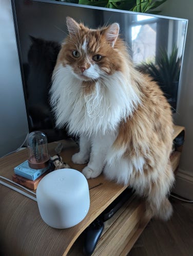 fluffy white and ginger cat with a massive fluffy mane sat on a TV stand