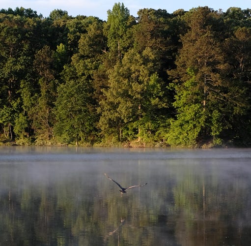 A heron flying over a lake in the early morning sun and steam from the lake. Woods on the shore in the background.