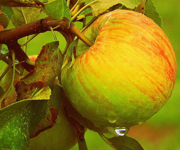 Raindrops cling to a Honeycrisp apple for one more minute after a heavy Autumn rain 
 