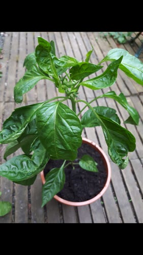Close-up of the top of a 40cm high chilli plant (ufo chilli). In the centre of the picture are "crippled" leaves. The leaves further down the plant look normal.